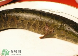 黑魚怎么做好吃？黑魚湯的做法