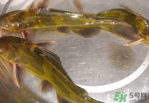 嘎魚是海魚嗎？嘎魚是什么魚
