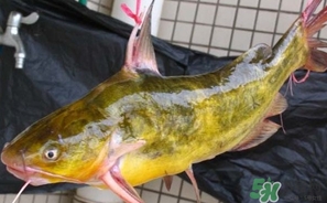 嘎魚是鯰魚嗎？嘎魚是黃辣丁嗎