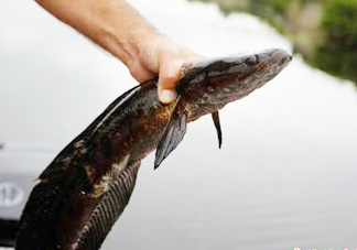 黑魚是發(fā)物嗎？黑魚是不是發(fā)物