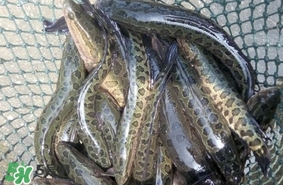 黑魚是什么魚？黑魚是鯰魚嗎