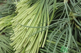 蒜薹怎么摘？蒜薹怎么擇？