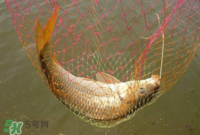 立夏怎么釣鯉魚？立夏釣鯉魚用什么餌料？