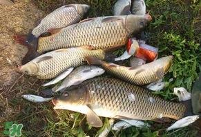 立夏怎么釣鯉魚？立夏釣鯉魚用什么餌料？