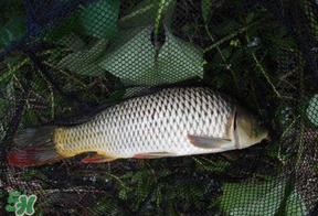 立夏怎么釣鯉魚？立夏釣鯉魚用什么餌料？
