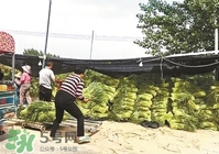 怎樣腌蒜苔容易儲存？怎樣腌蒜苔放的時(shí)間長