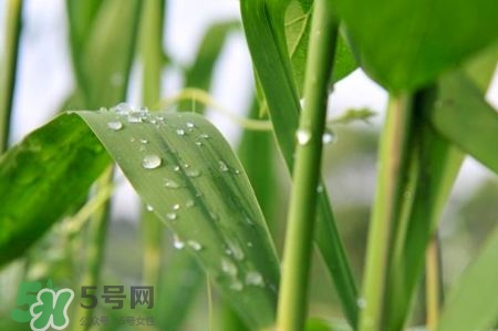 包粽子的葉子叫什么？包粽子的葉子怎么處理？