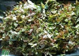 烏樹葉怎么做？烏樹葉怎么做好吃又簡(jiǎn)單？