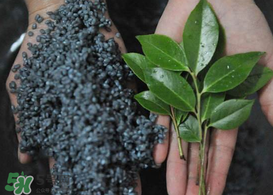 烏樹葉怎么做？烏樹葉怎么做好吃又簡(jiǎn)單？