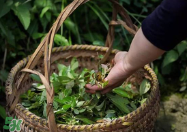 烏樹葉怎么做？烏樹葉怎么做好吃又簡(jiǎn)單？