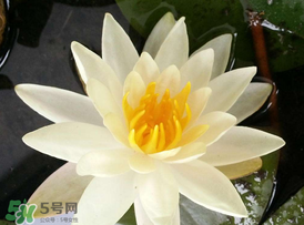 ?立夏是夏天嗎？?立夏是夏天的開始嗎？
