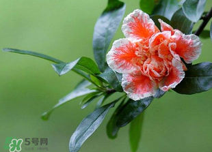 立夏開(kāi)什么花？立夏有什么花？
