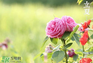 立夏開(kāi)什么花？立夏有什么花？