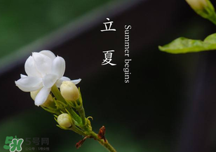 立夏開(kāi)什么花？立夏有什么花？