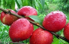 孕婦可以吃油桃嗎？孕婦能吃油桃嗎