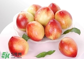 油桃什么時候成熟？油桃什么季節(jié)成熟