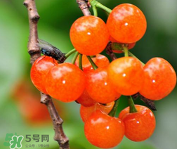 立夏嘗三新指的是什么？立夏嘗新活動