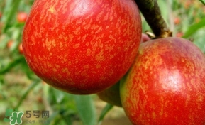 油桃一天吃幾個(gè)？孕婦一天能吃幾個(gè)油桃