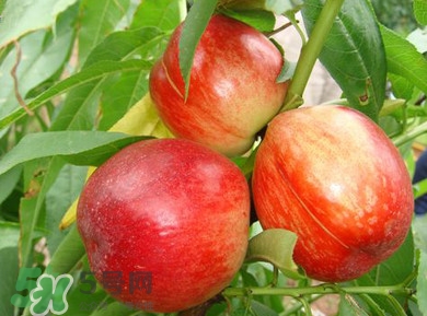 孕婦可以吃油桃嗎？孕婦能吃油桃嗎