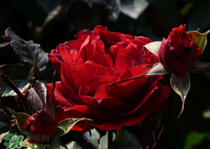 母親節(jié)可以送玫瑰花嗎？母親節(jié)送幾朵玫瑰花好？