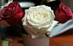 母親節(jié)可以送玫瑰花嗎？母親節(jié)送幾朵玫瑰花好？