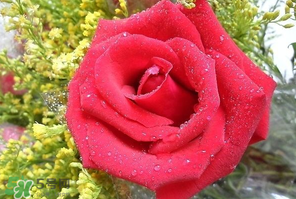 母親節(jié)可以送玫瑰花嗎？母親節(jié)送幾朵玫瑰花好？