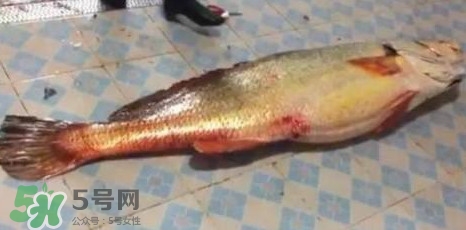 天價魚賣出347萬 金錢鳘為什么這么貴？