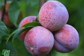 三華李怎么種植？三華李種植技術(shù)