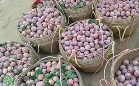 三華李怎么種植？三華李種植技術(shù)