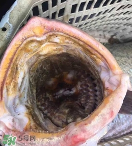 天價魚賣出347萬 金錢鳘為什么這么貴？