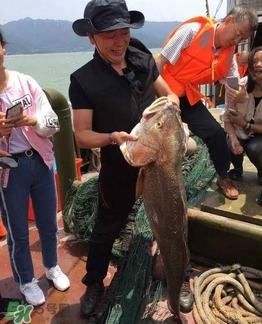 天價魚賣出347萬 金錢鳘為什么這么貴？