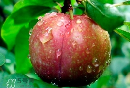 三華李多少錢一斤？三華李價(jià)格