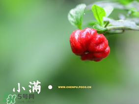 小滿(mǎn)是什么節(jié)氣？小滿(mǎn)是第幾個(gè)節(jié)氣？