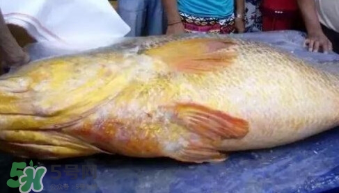 黃唇魚多少錢一斤？金錢鱉多少錢？