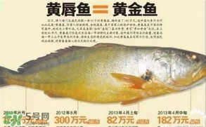 黃唇魚是什么魚？黃唇魚是淡水魚嗎