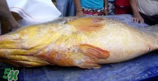 黃唇魚可以買賣嗎？黃唇魚買賣違法嗎？