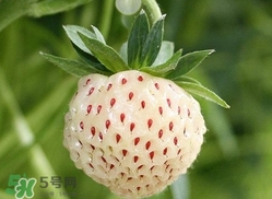 菠蘿莓種子哪里有賣？哪里能買得到菠蘿莓種子？