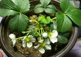 菠蘿莓種子哪里有賣？哪里能買得到菠蘿莓種子？