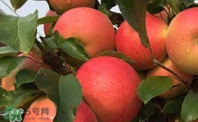 紅心蘋果多少錢一斤？紅肉蘋果價格