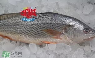 黃唇魚(yú)是黃花魚(yú)嗎？黃唇魚(yú)是黃魚(yú)嗎？