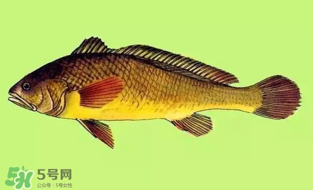 黃唇魚(yú)是黃花魚(yú)嗎？黃唇魚(yú)是黃魚(yú)嗎？