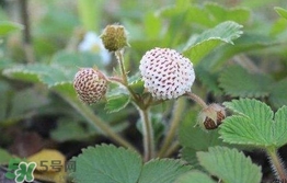 菠蘿莓種子哪里有賣？哪里能買得到菠蘿莓種子？