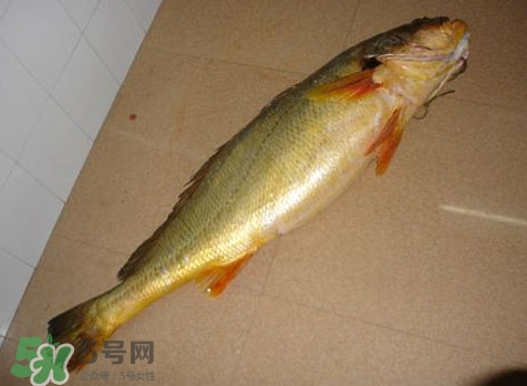 黃唇魚是什么魚？黃唇魚是淡水魚嗎