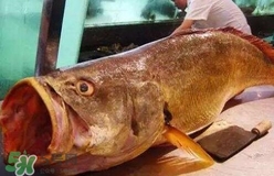 黃唇魚是什么魚？黃唇魚是淡水魚嗎