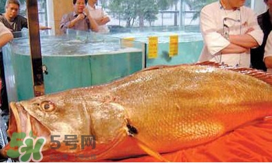 黃唇魚可以買賣嗎？黃唇魚買賣違法嗎？