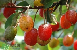 羊奶子是什么？羊奶果多少錢(qián)一斤