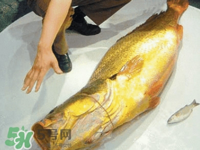 黃唇魚為什么那么有價值？黃唇魚的價值