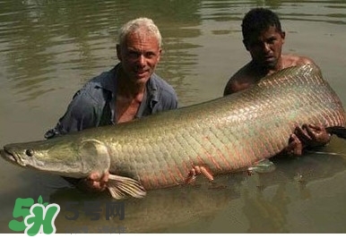 金錢鳘是什么魚？金錢鳘是淡水魚嗎？