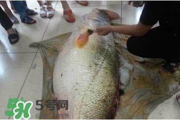 金錢鳘是什么魚？金錢鳘是淡水魚嗎？