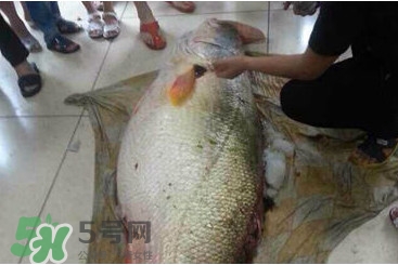 黃唇魚(yú)鰾是魚(yú)肚嗎？黃唇魚(yú)鰾是魚(yú)泡嗎